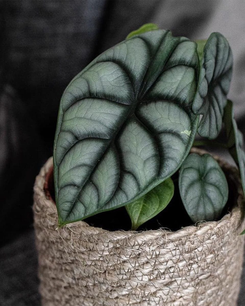 Baby Alocasia Orecchie di Elefante Silver Dragon