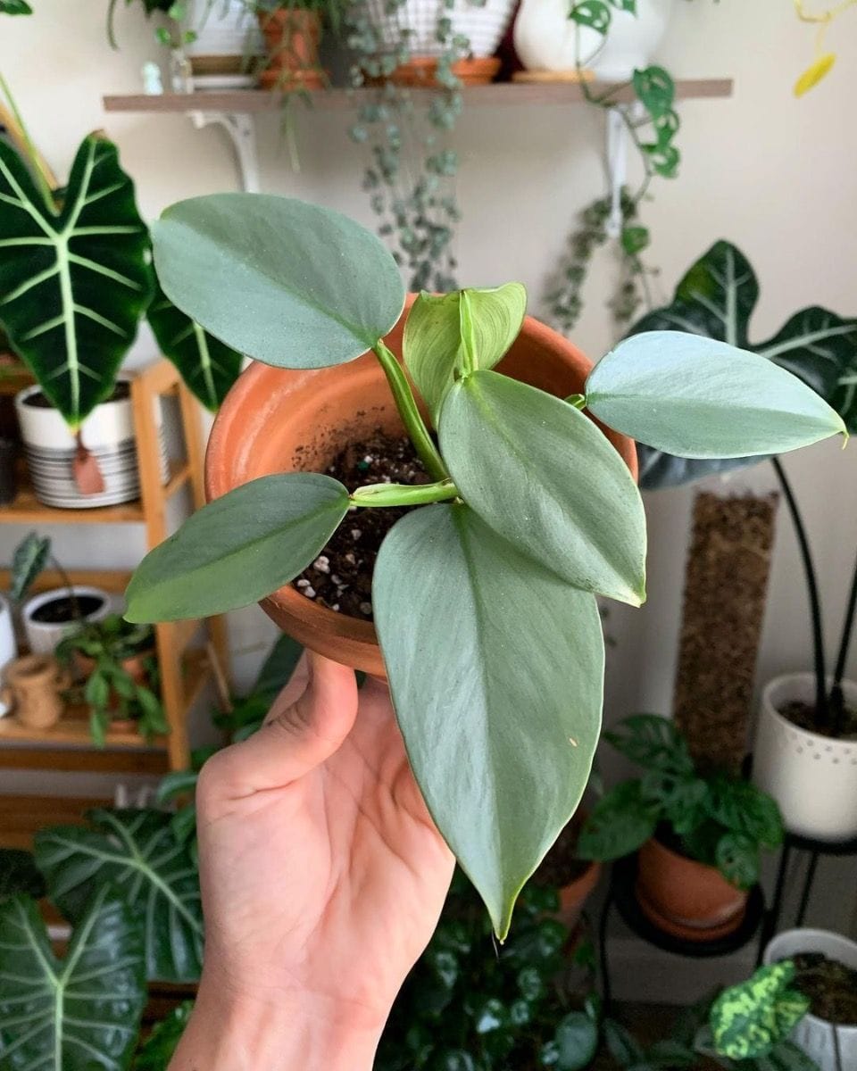 Bebé Philodendron Hastatum Silver Sword