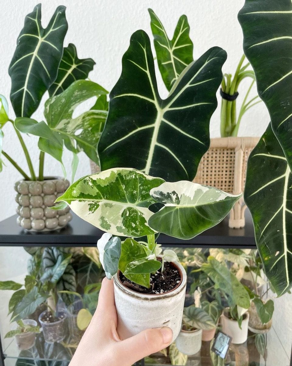 Baby Alocasia Elefantenohr Frydek Variegata