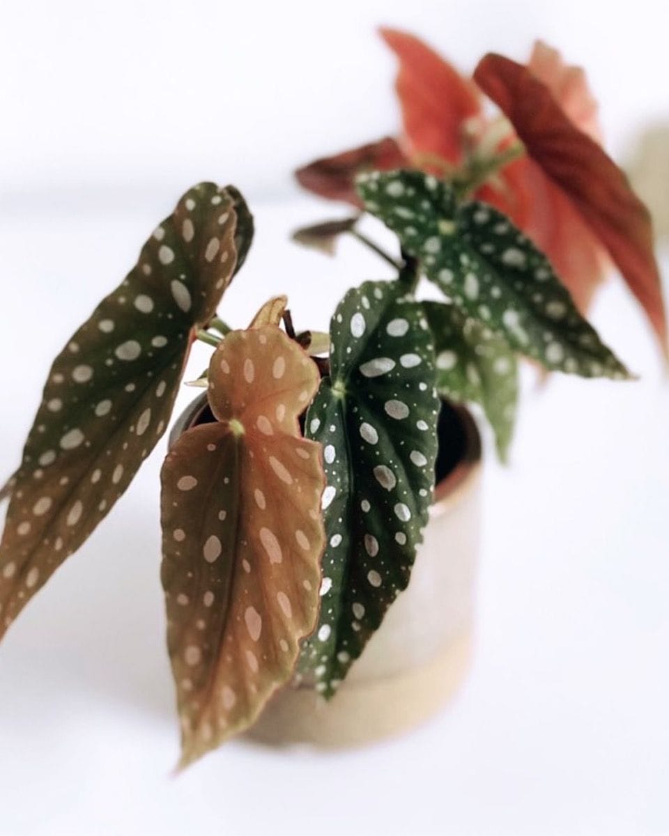 Bebé Begonia Polka Dot Maculata