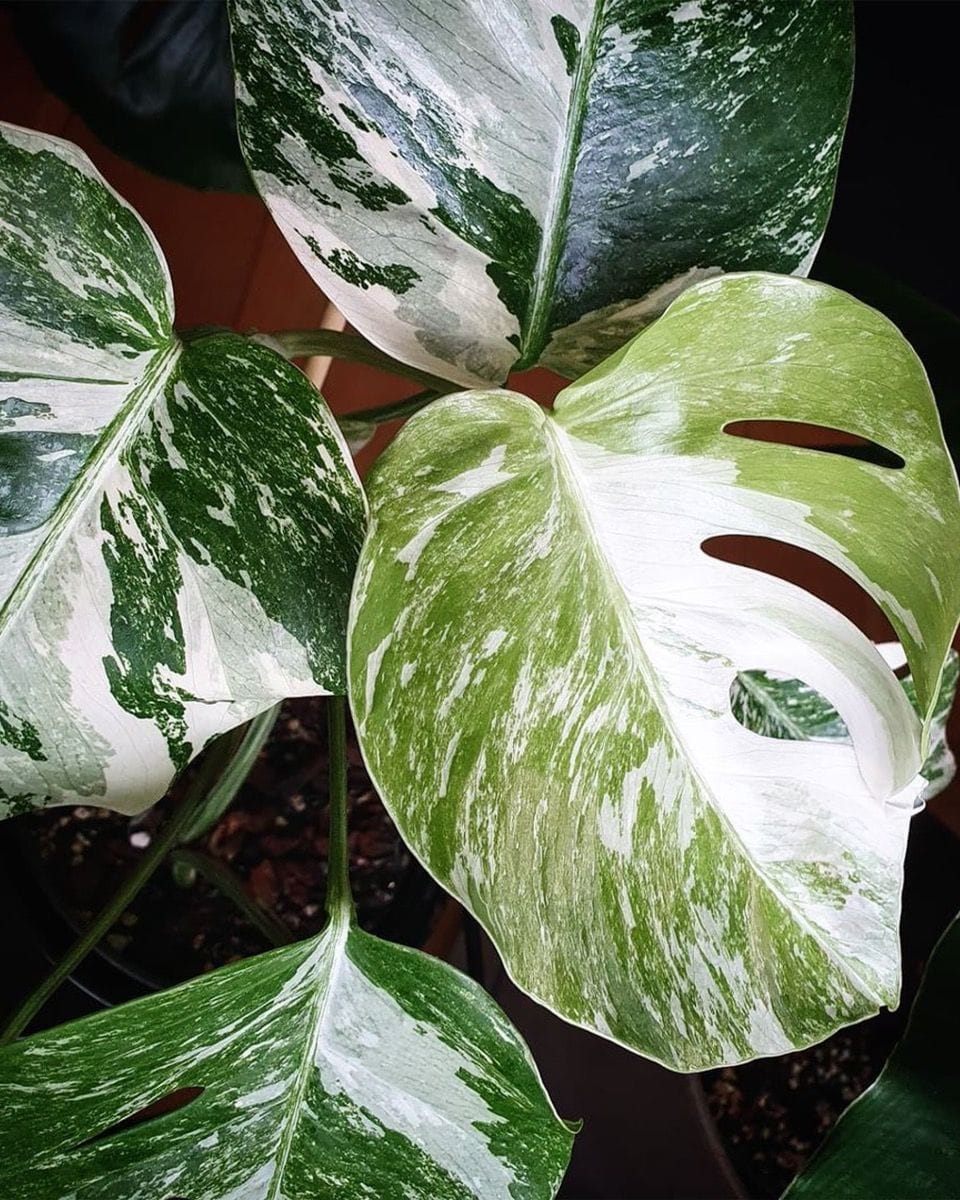 Monstera Deliciosa Variegata (B-grade)