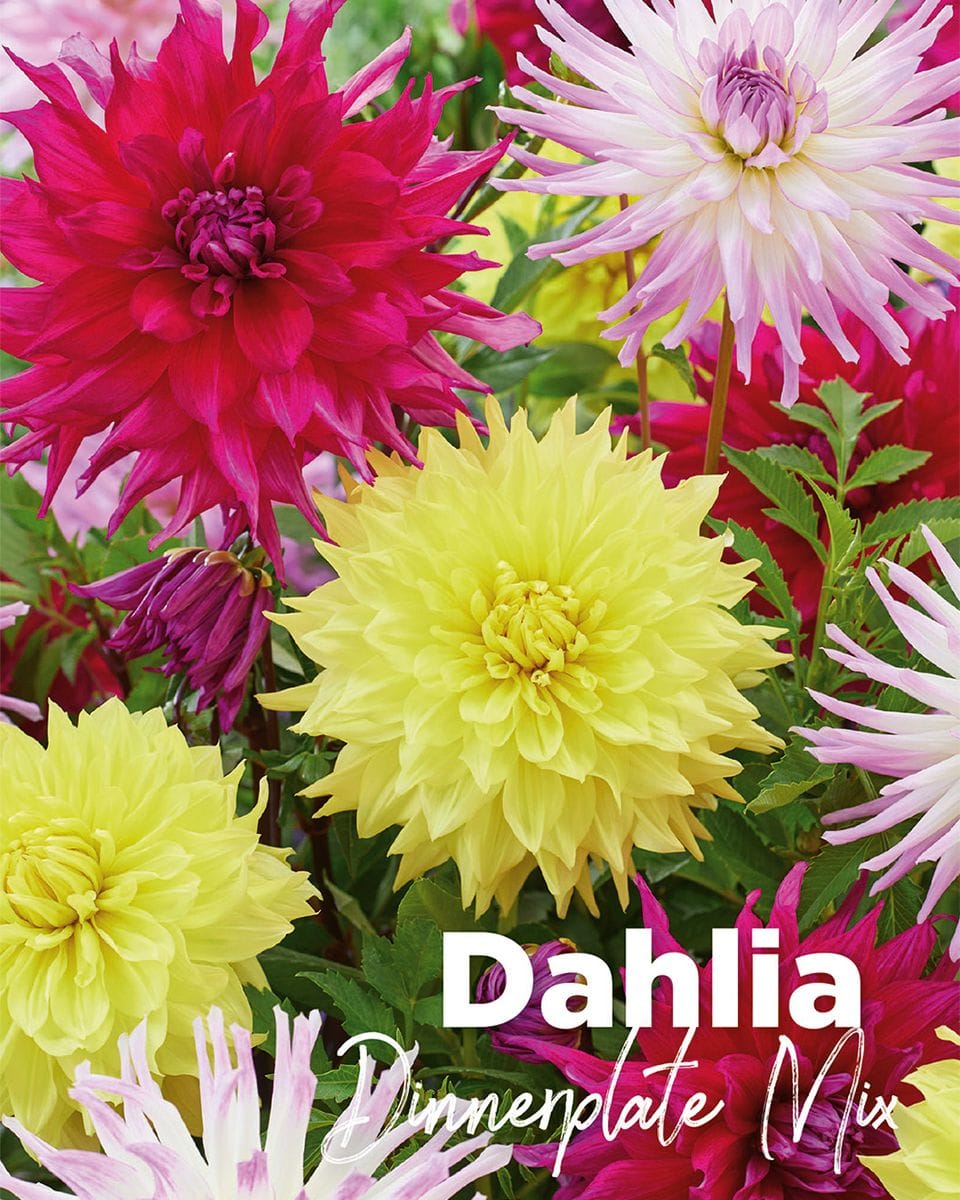 Baby Flower bulbs Flower bulbs - Dahlia Dinnerplate Mix