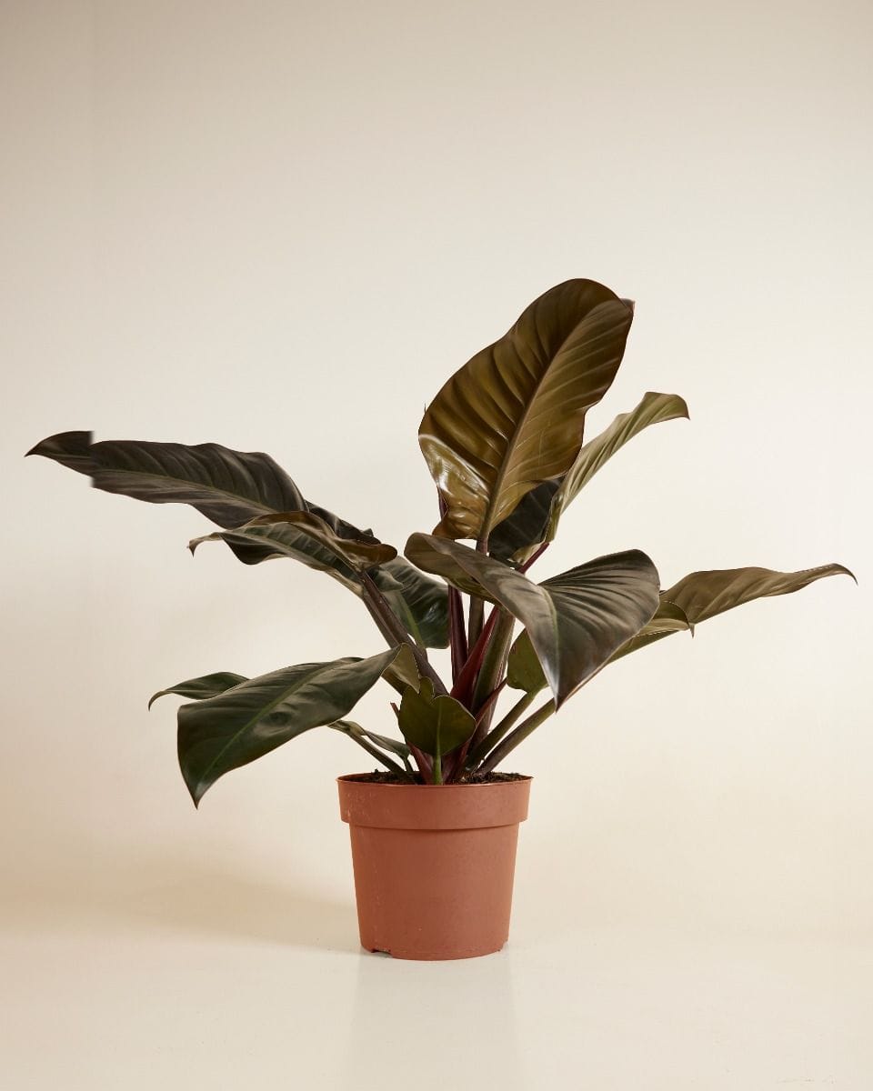 Philodendron Imperial Red