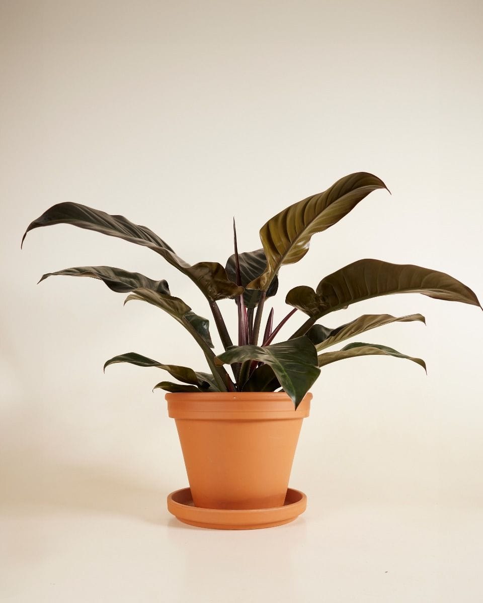 Philodendron Imperial Red