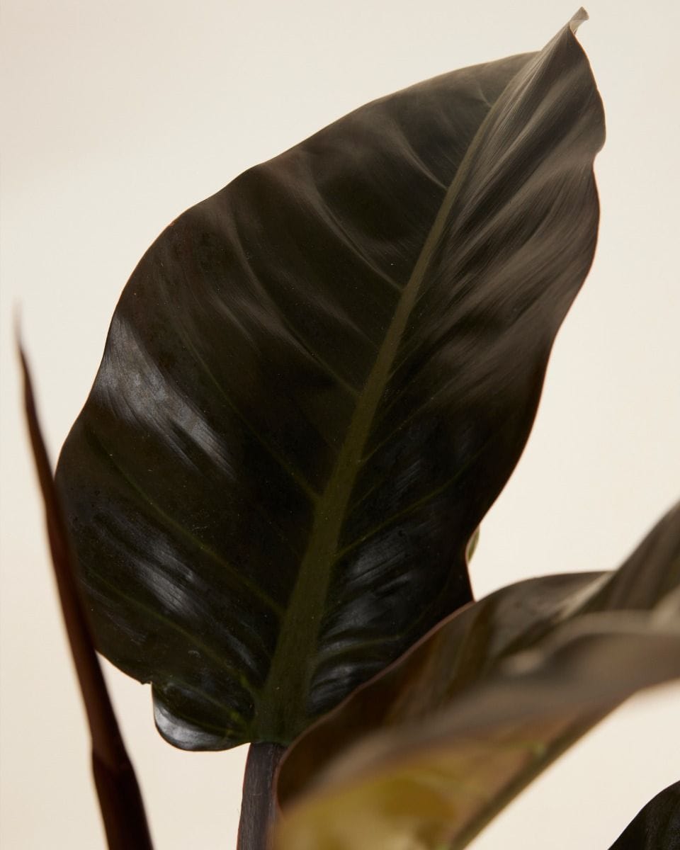 Philodendron Imperial Red