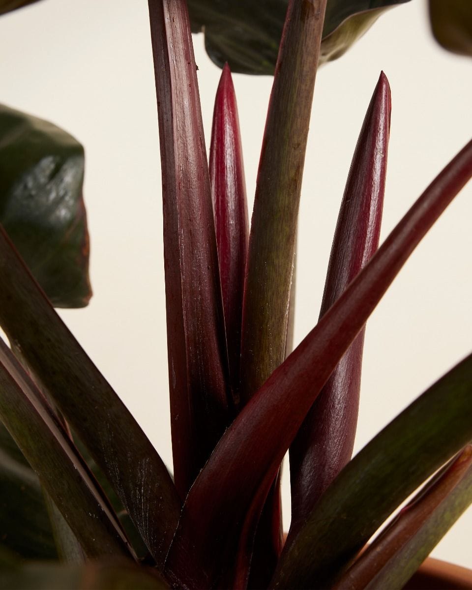 Philodendron Imperial Red