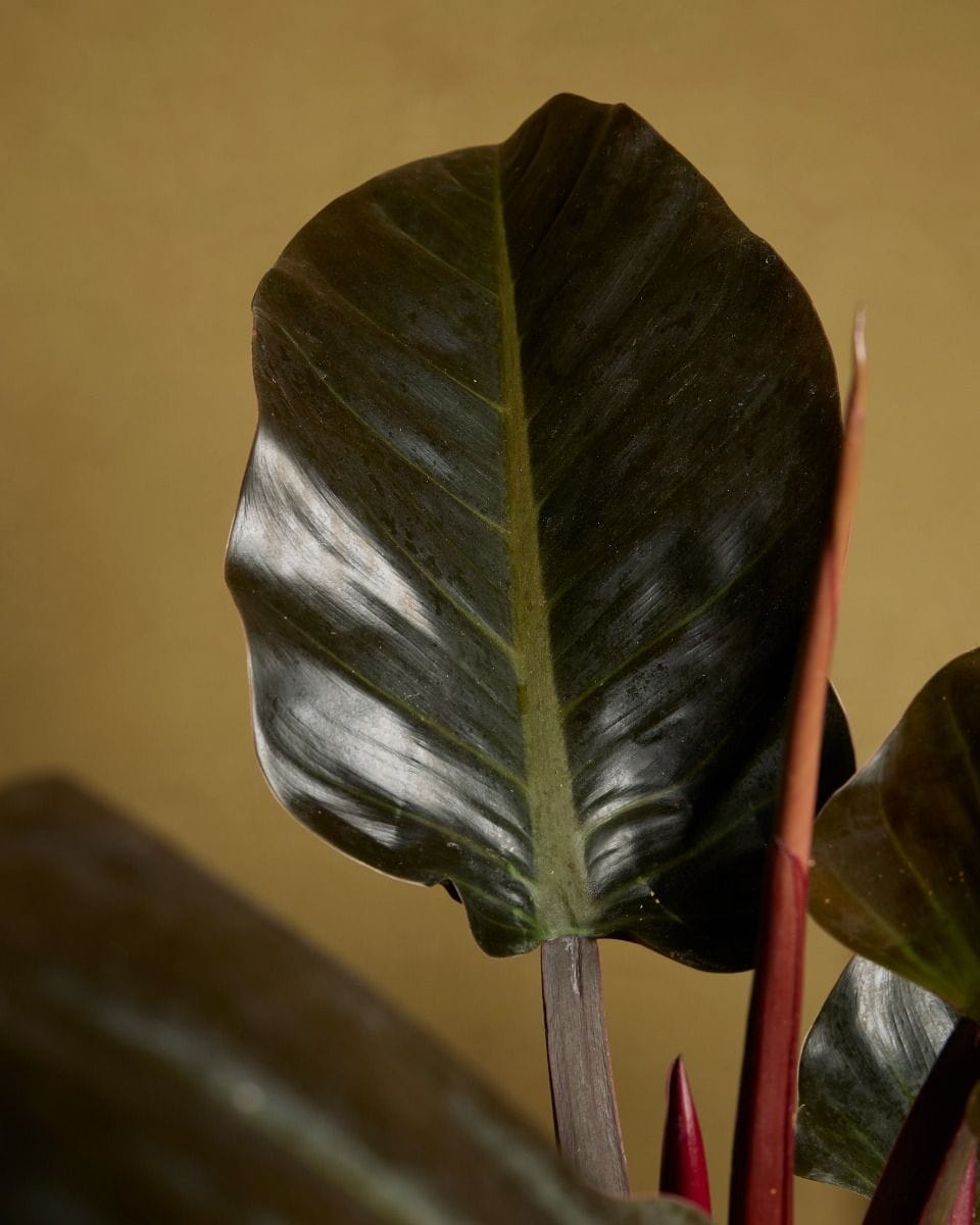 Philodendron Imperial Red