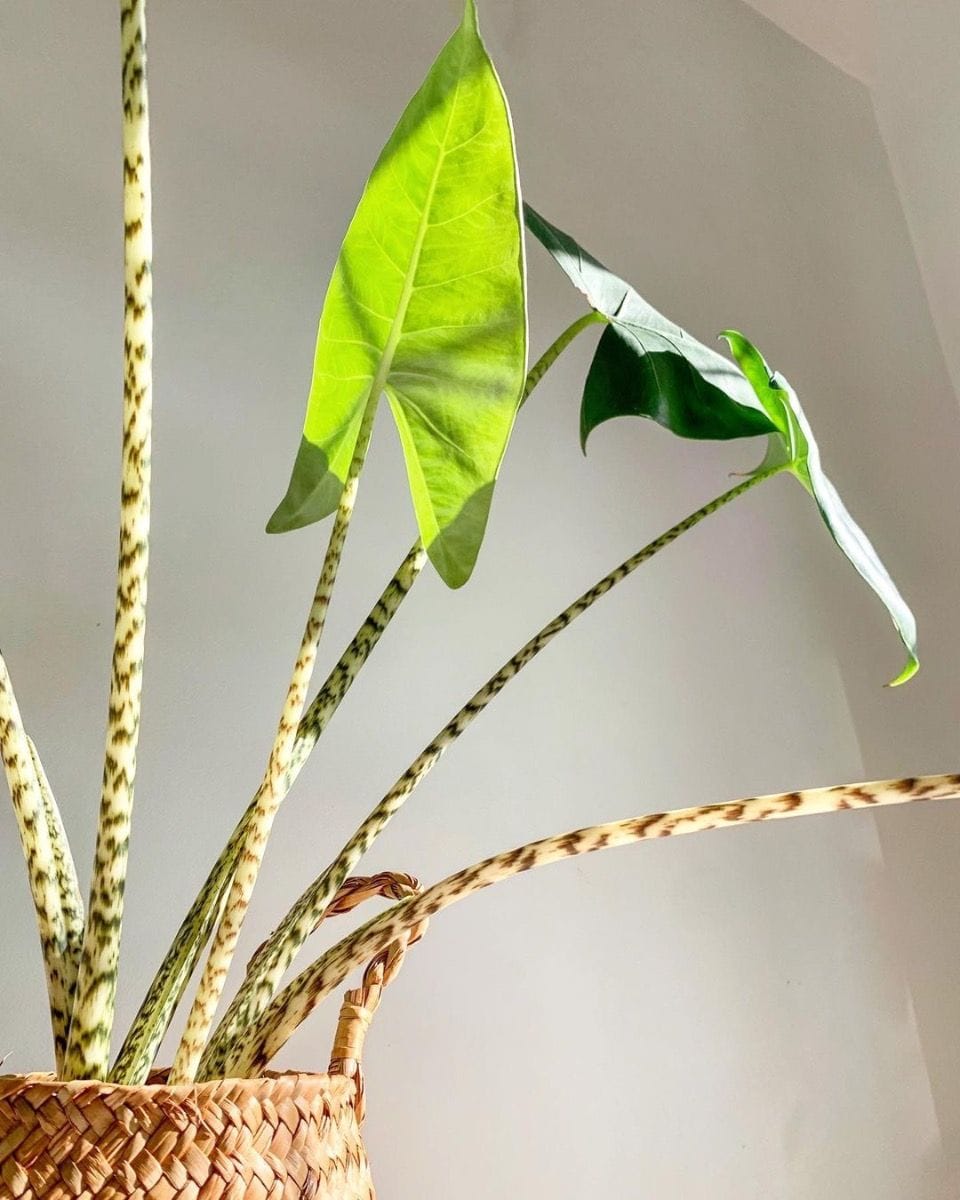 Bebé Alocasia Elephant Ear Zebrina