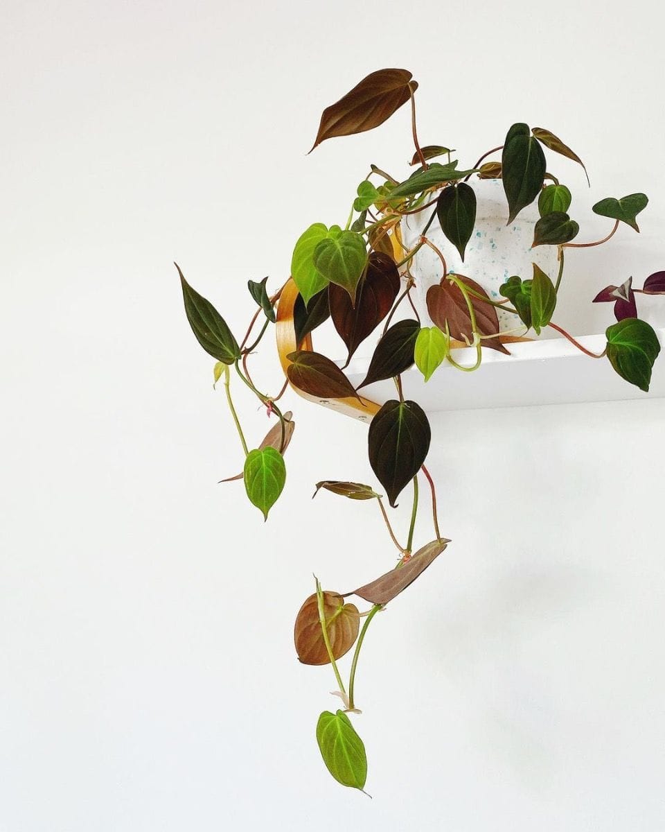 Philodendron Heartleaf Scandens Micans