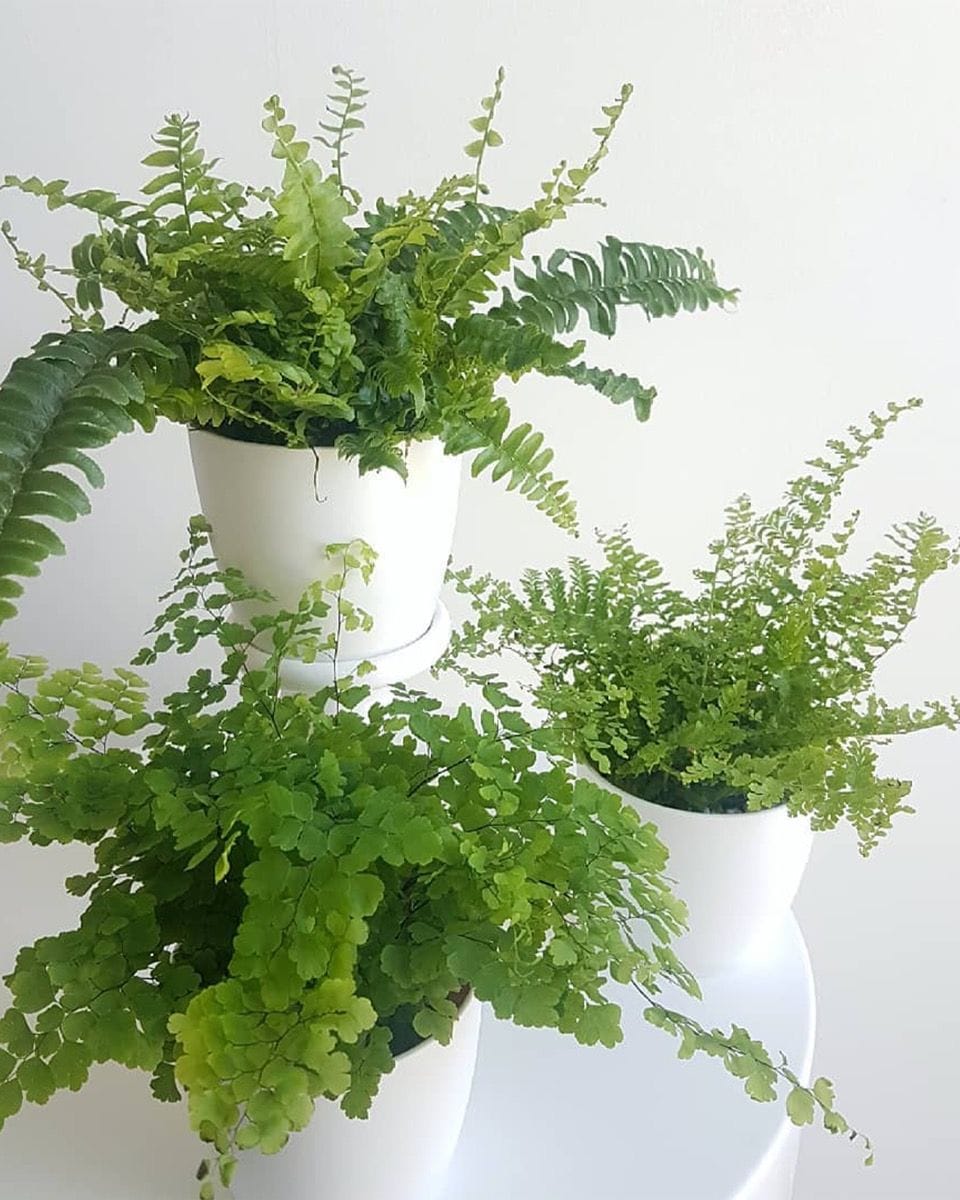 Bebé Nephrolepis Swordfern Green Fantasy