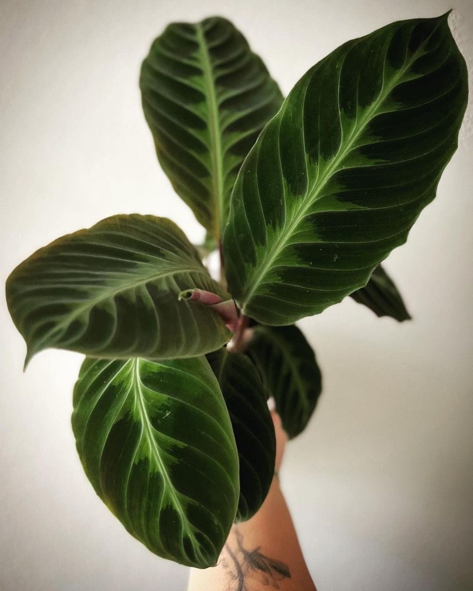 Baby Calathea Prayer plant Warscewiczii
