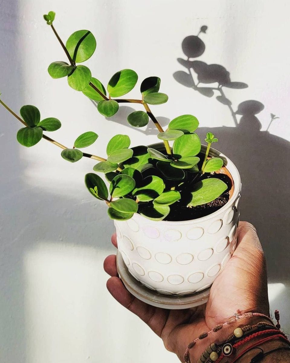 Bebé Peperomia Radiator plant Hope