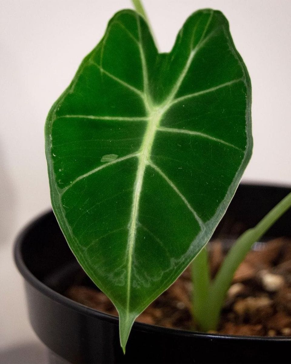 Bebé Alocasia Elephant Ears Frydek