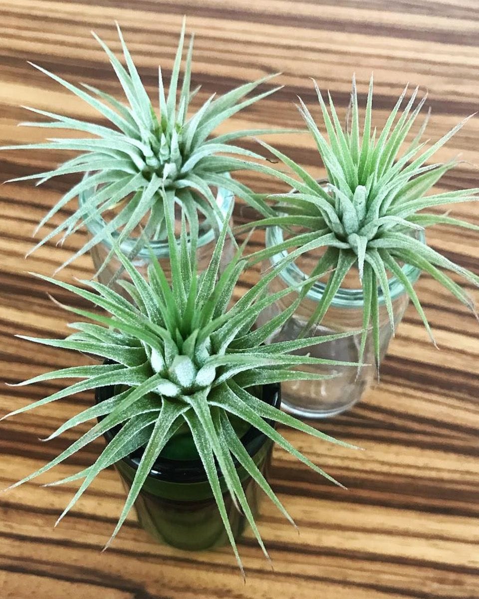 Baby Tillandsia Air plant Ionantha