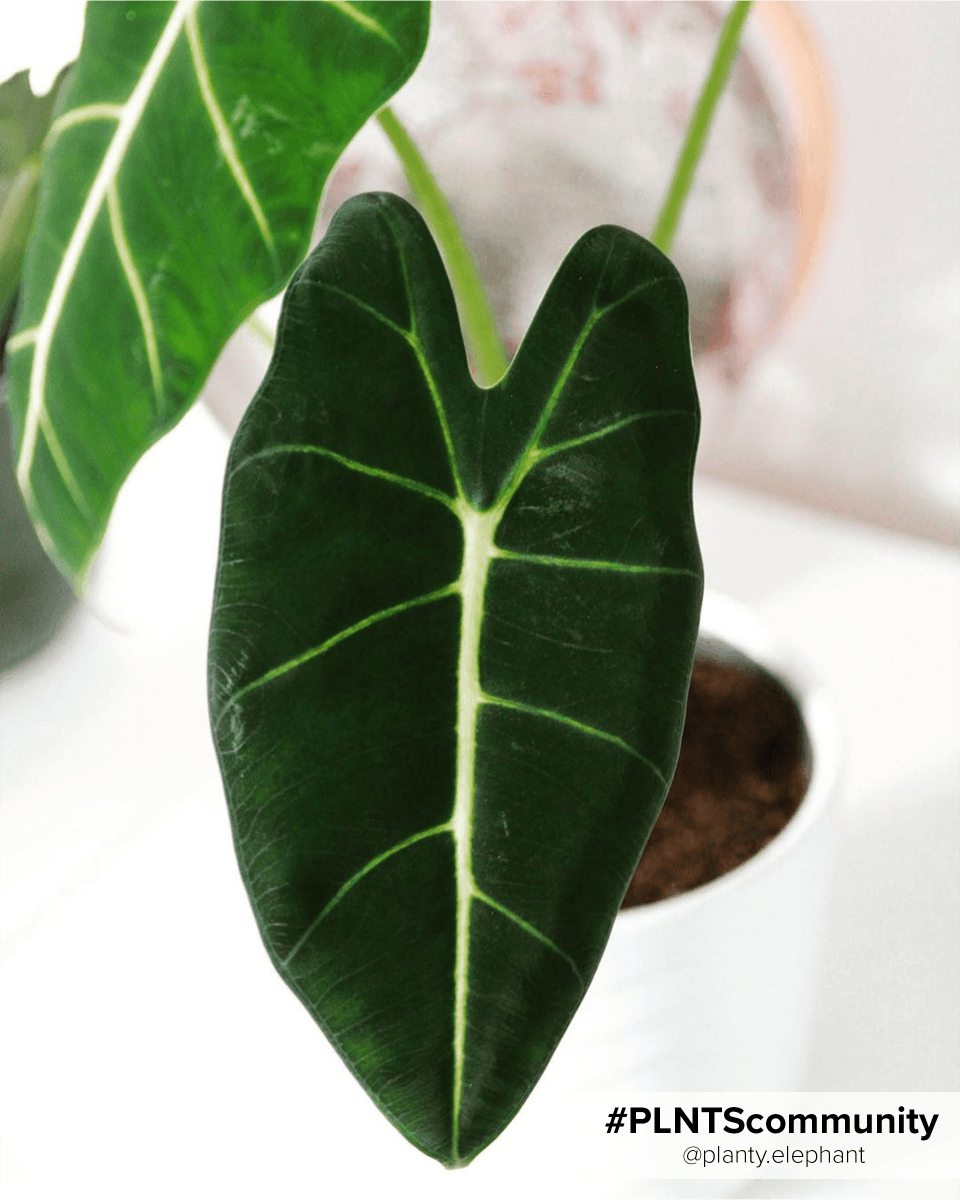 Alocasia Elephant Ear Frydek