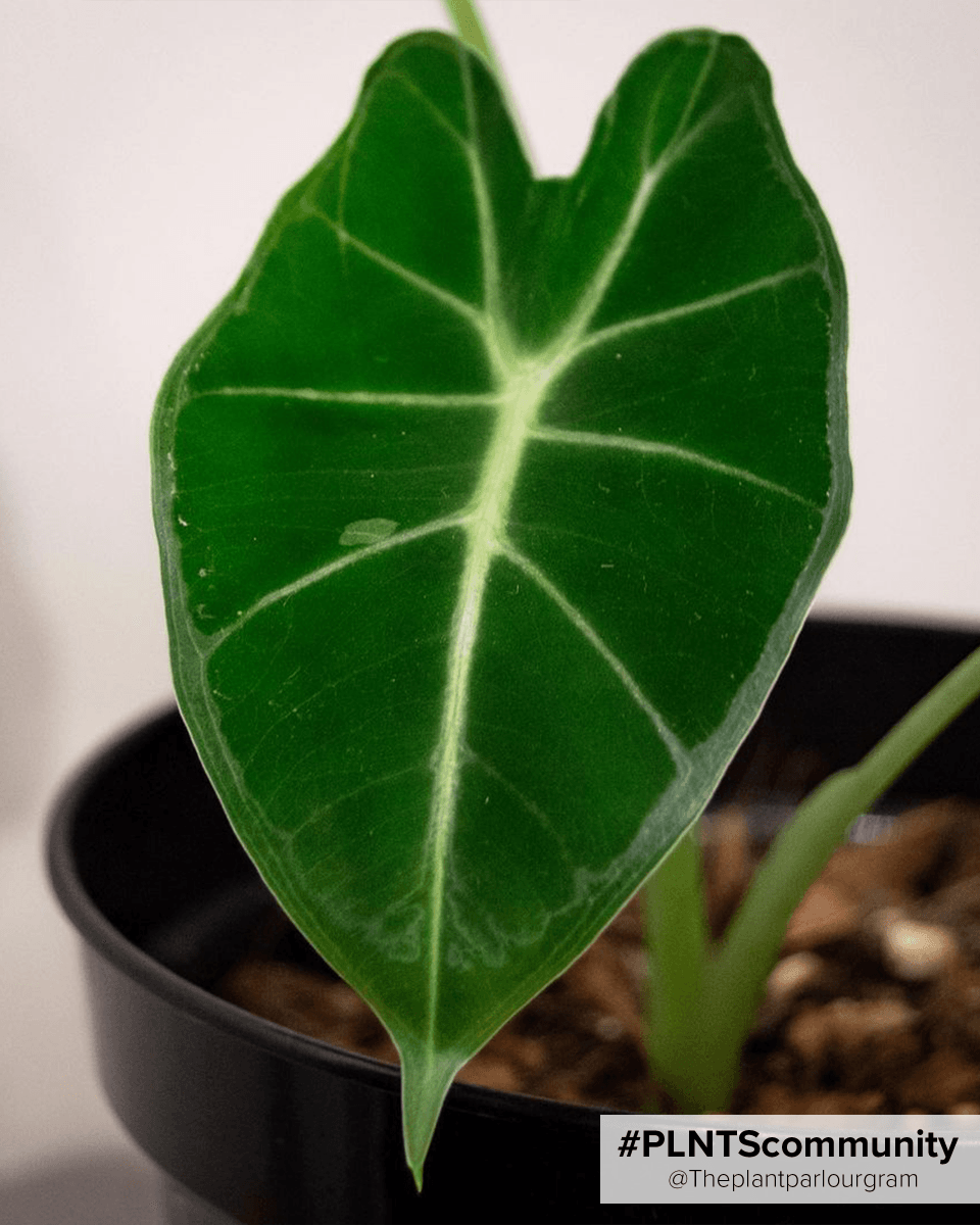 Alocasia Elephant Ear Frydek