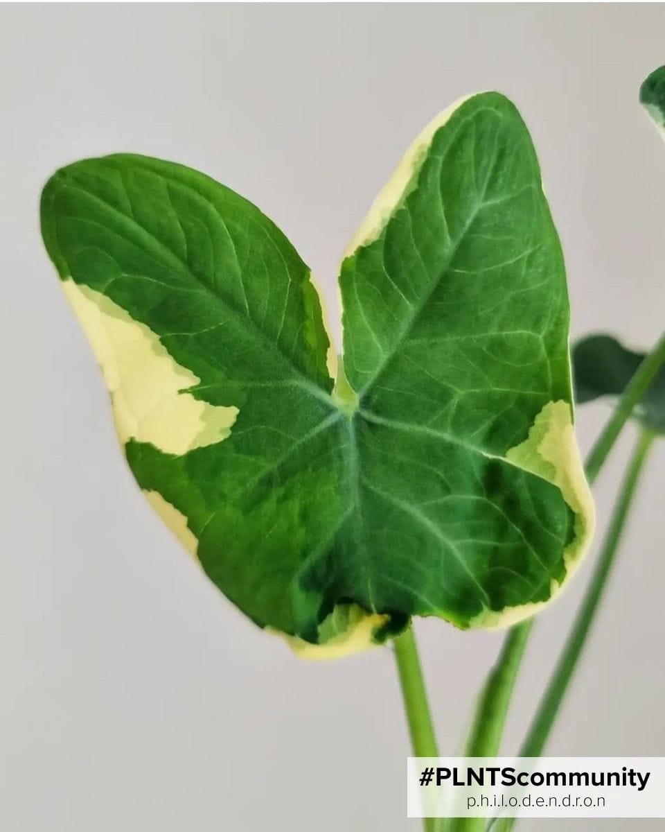 Baby Xanthosoma Elephant Ear Sagittifolium Variegata