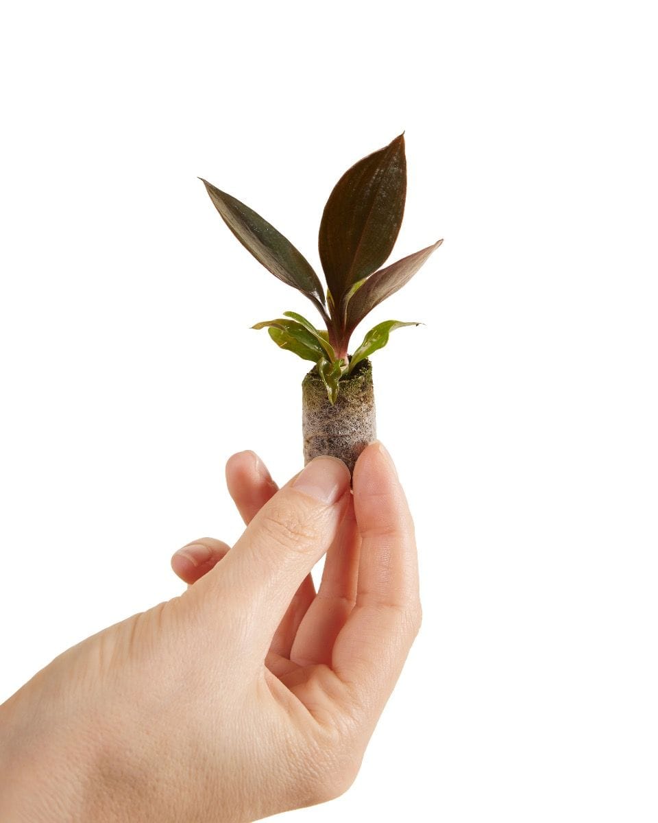 Dziecko Philodendron Linnaei Kunth