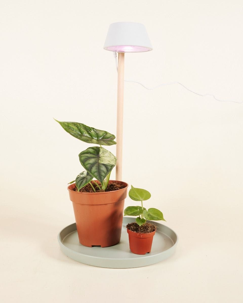 Elho Collin Light Glacier Grey Ø 44 cm