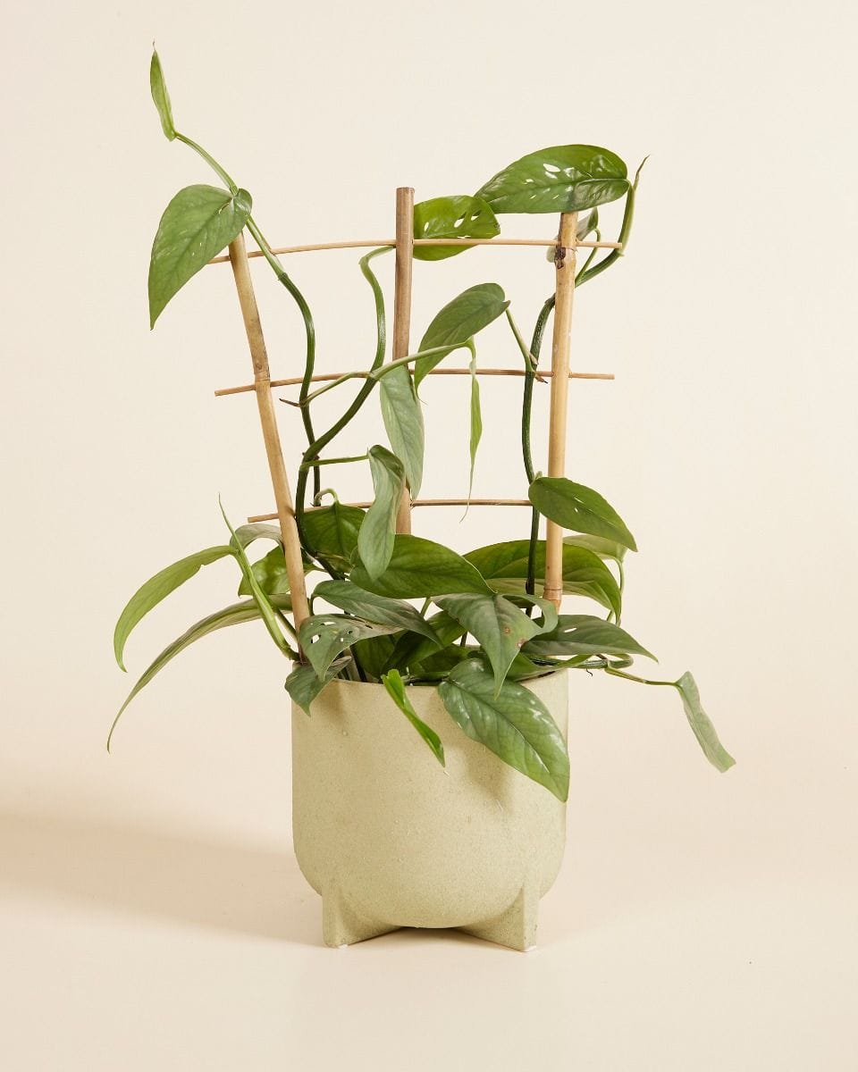 Support en Bois Lily 30 cm