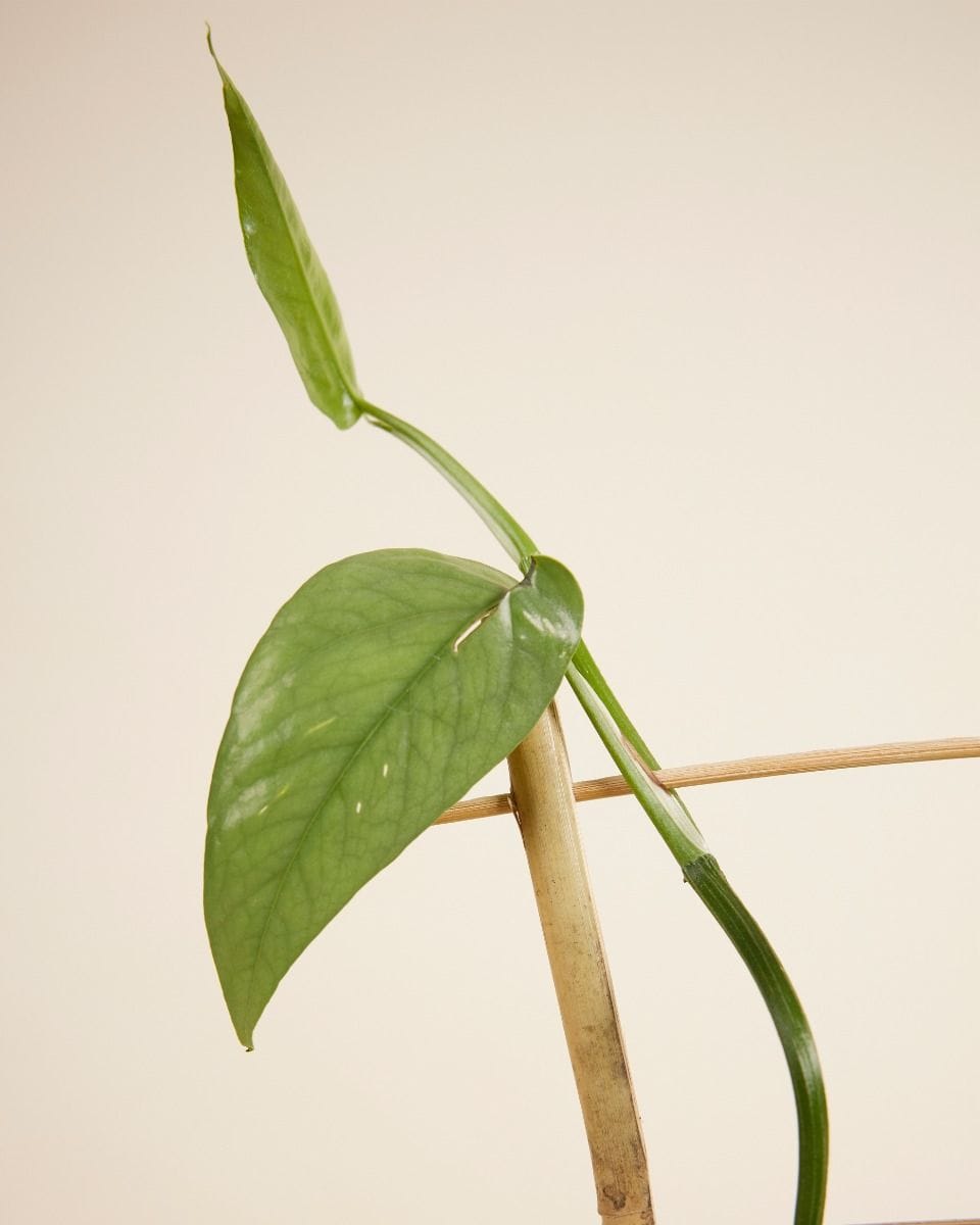 Support en Bois Lily 30 cm