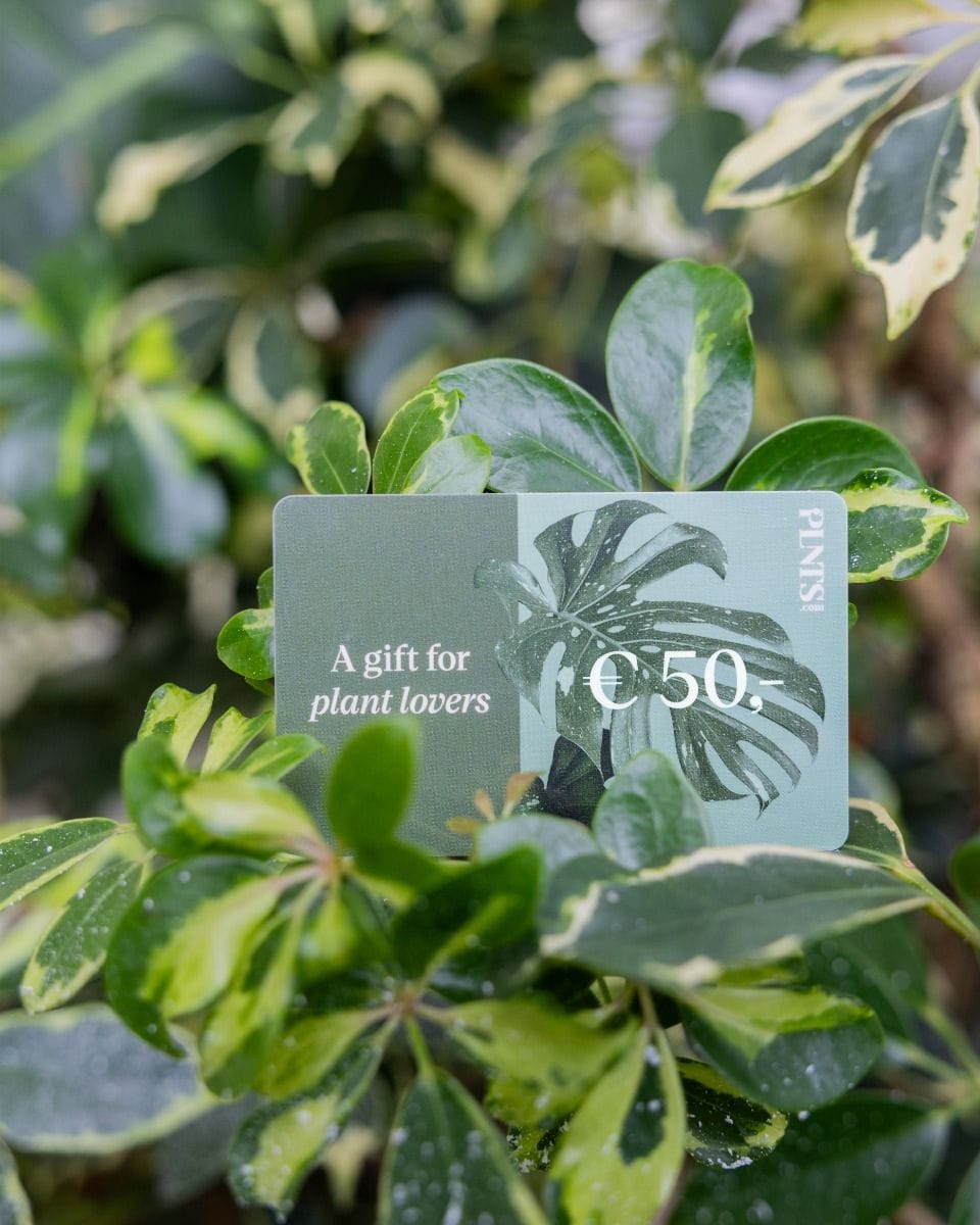 Giftcard 50 euro