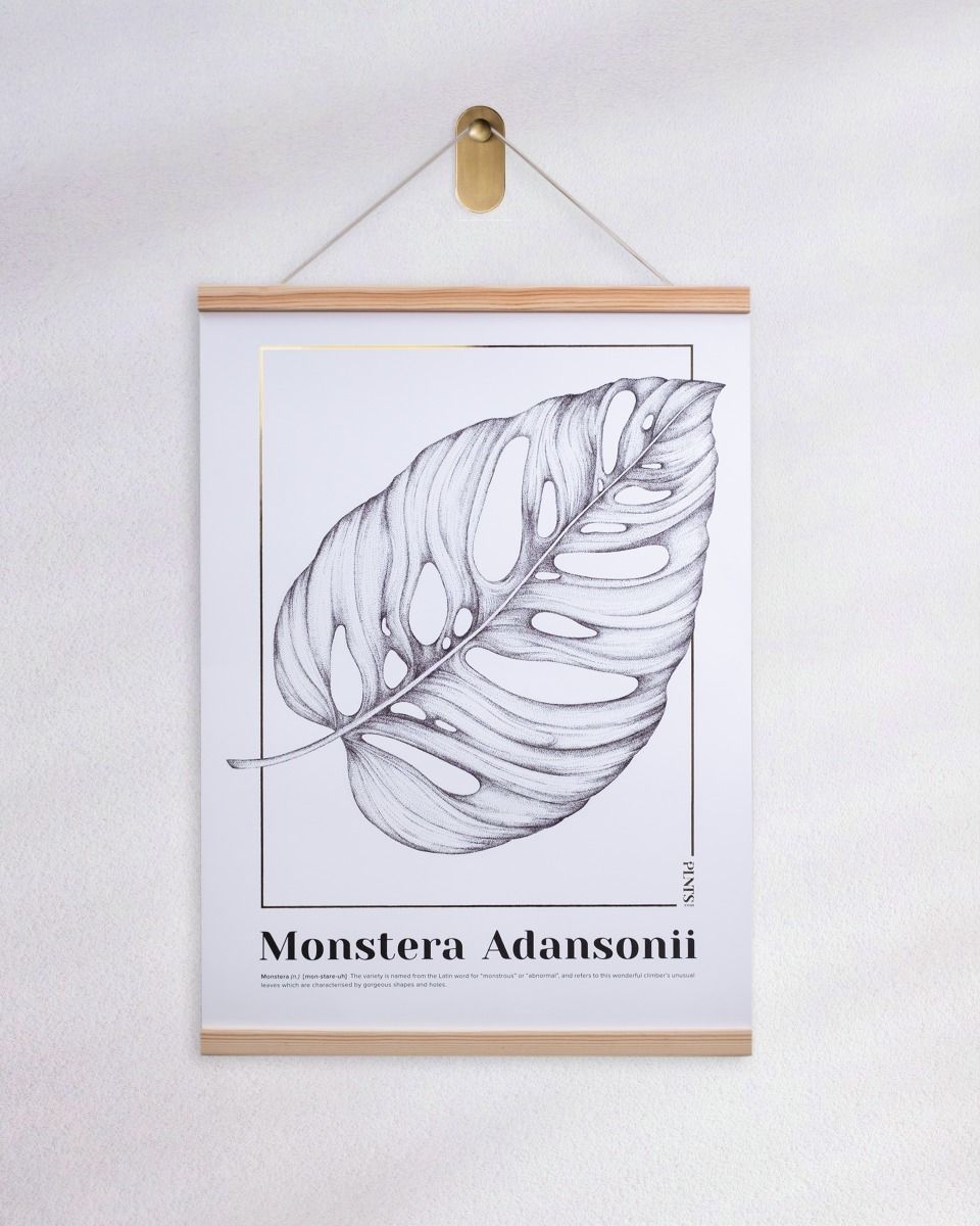 Monstera Adansonii Poster