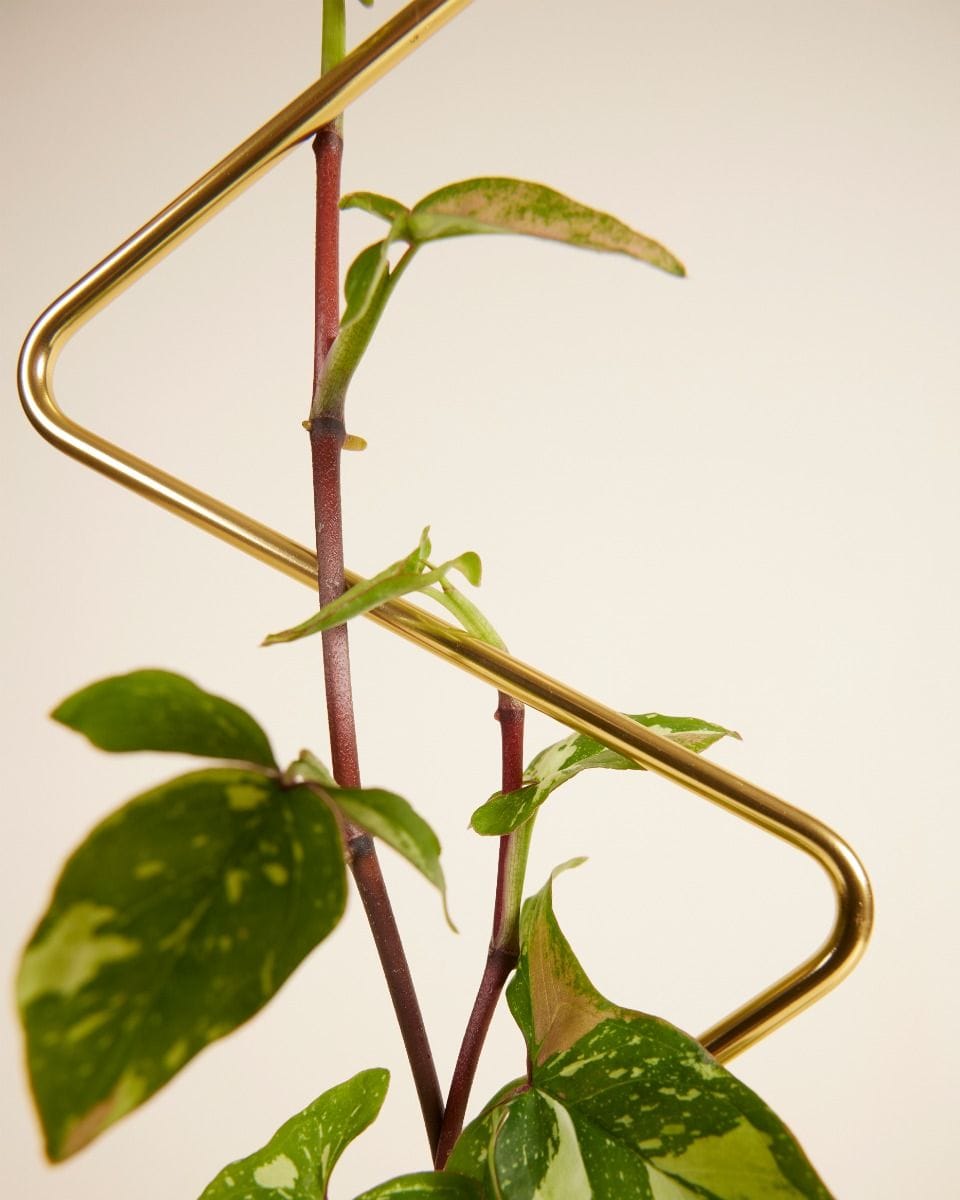 ZigZag Plantensteun 70 cm