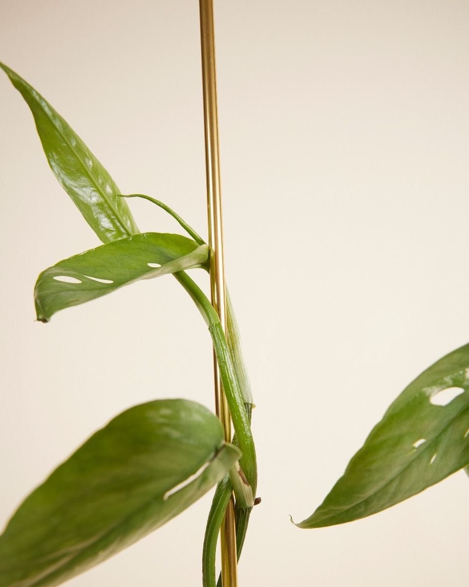 Pin Plantstake 70 cm