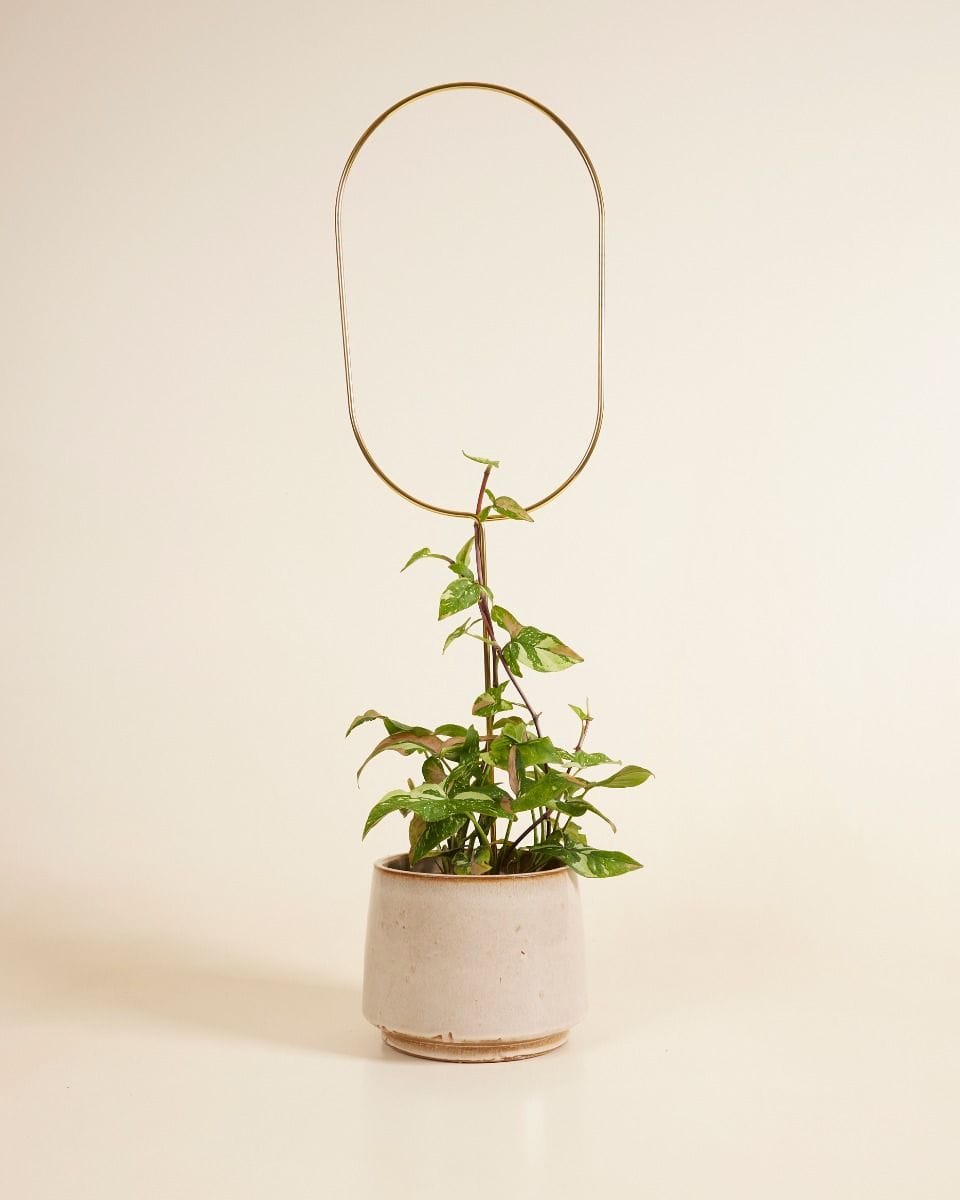 Arch Plantstake 70 cm