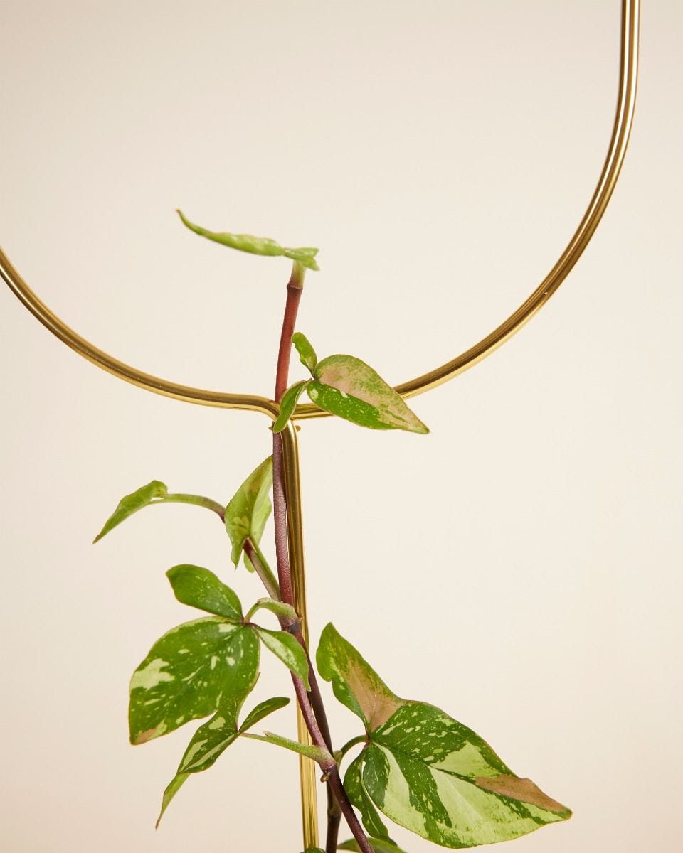 Arch Plantstake 70 cm