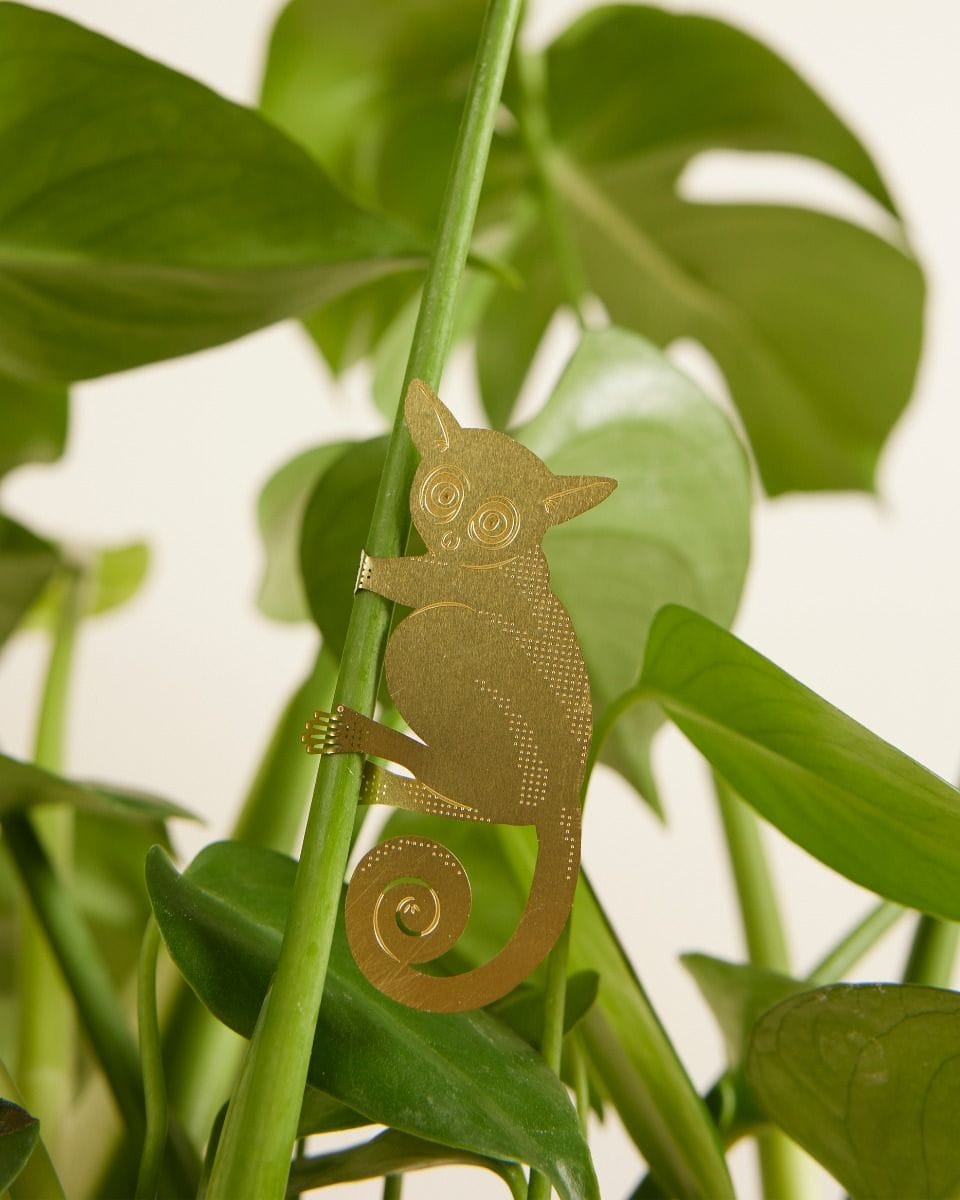 Bobby Bush Baby Plant buddy