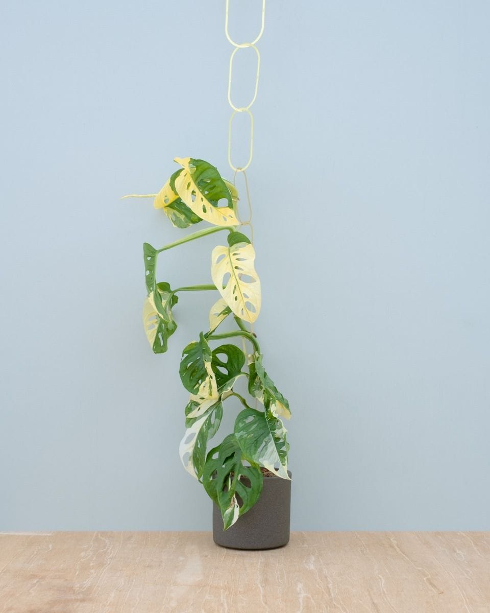 Plant Chain Brass