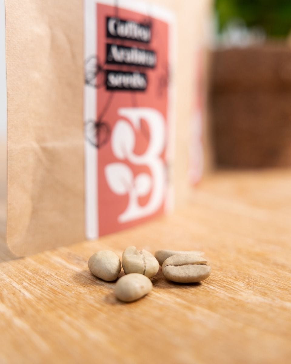 Coffea Arabica Seed Kit seed kit