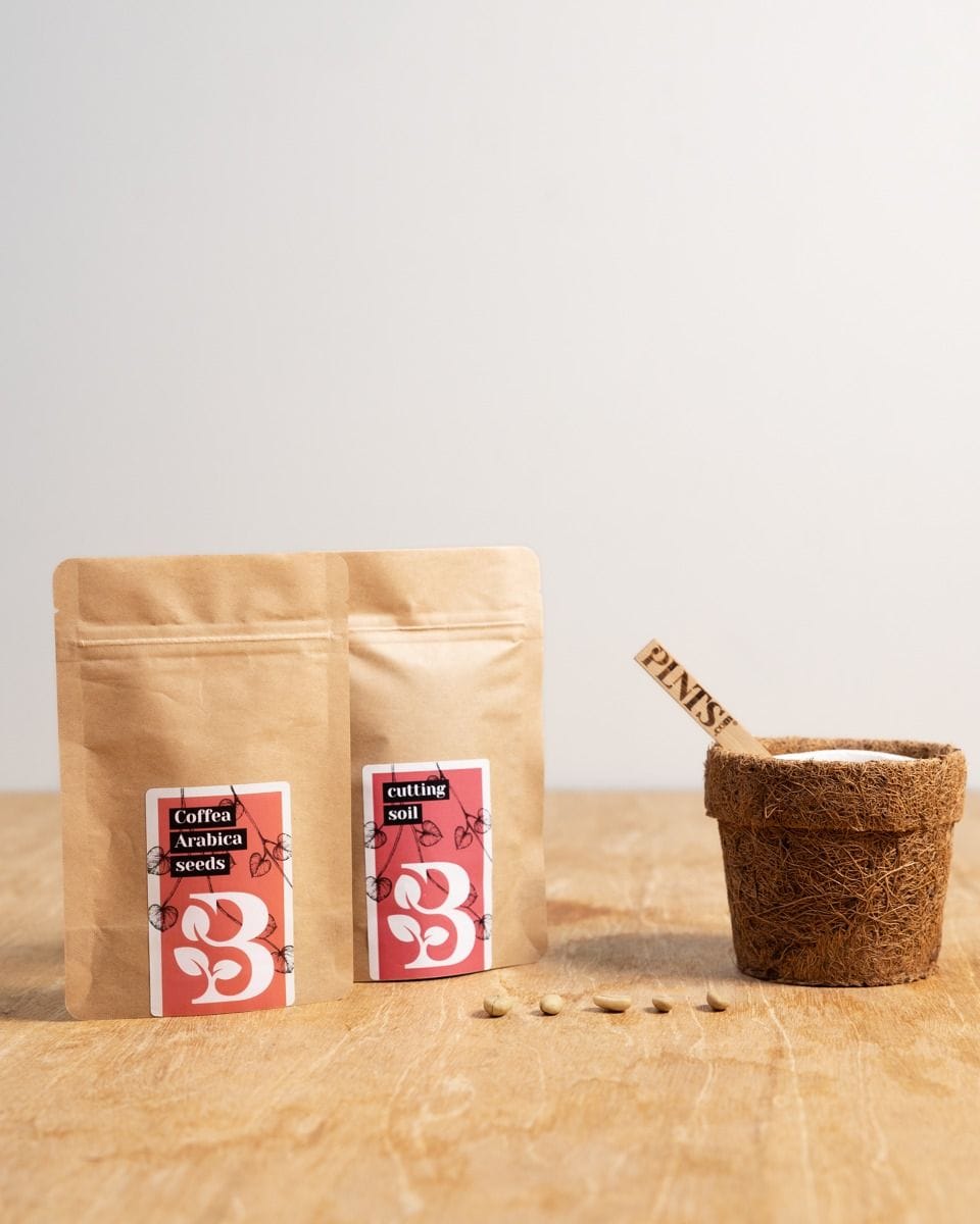 Coffea Arabica Seed Kit seed kit