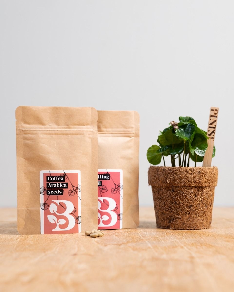 Coffea Arabica Seed Kit