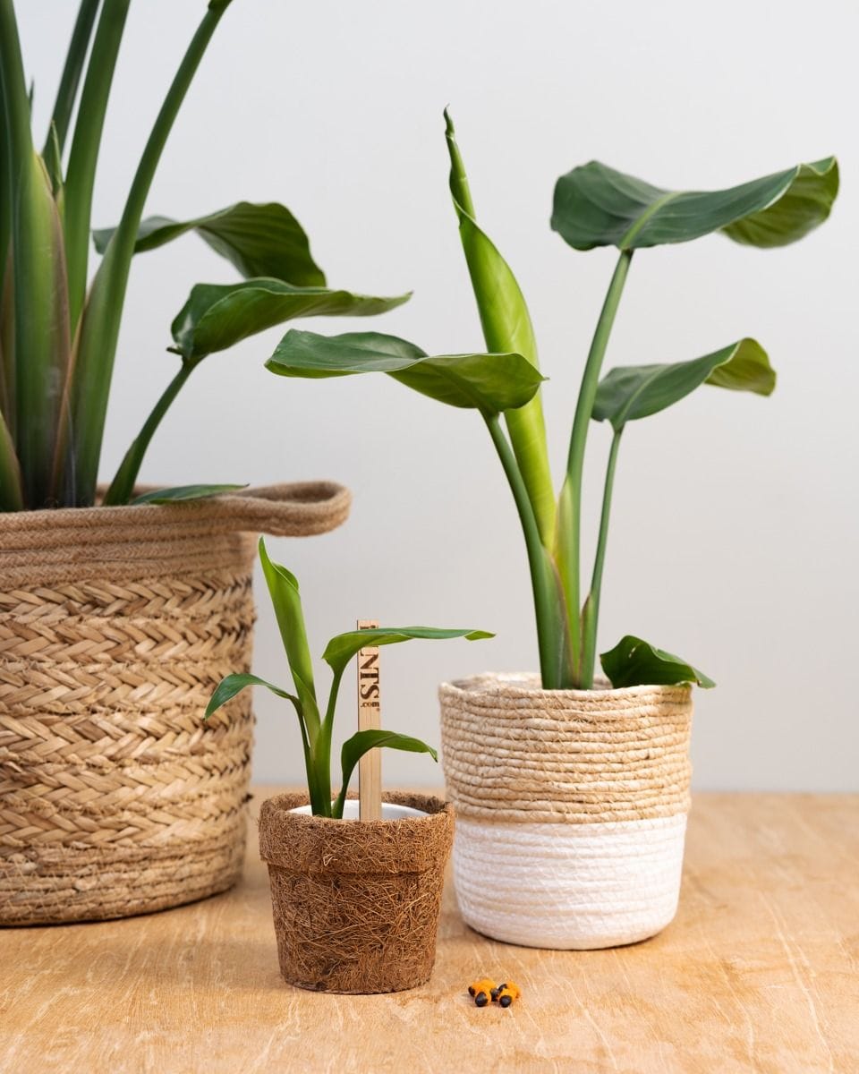 Strelitzia Nicolai Seed Kit seed kit