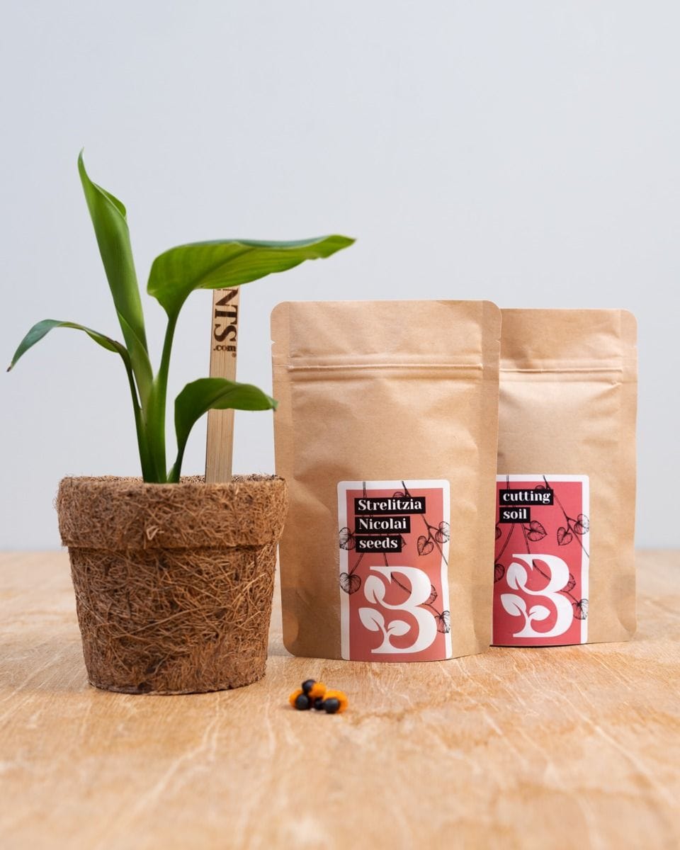 Strelitzia Nicolai Seed Kit seed kit