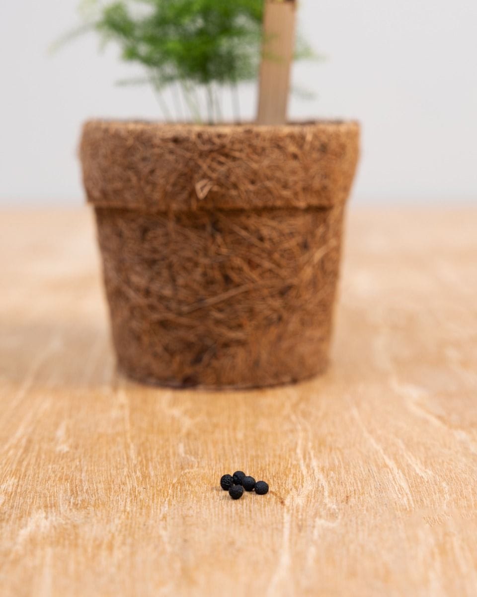 Saatgutset für Asparagus Fern Saatgut-Set
