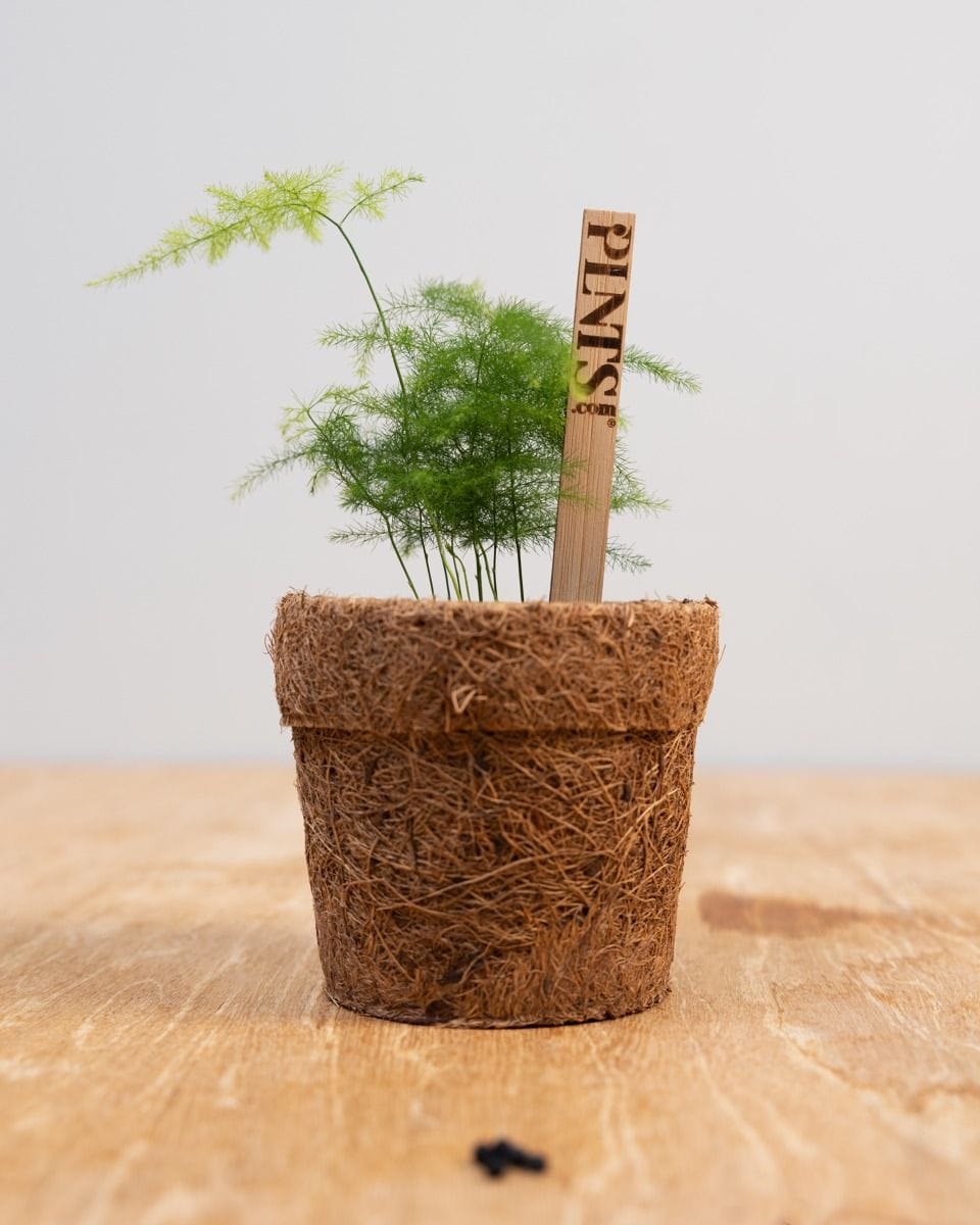 Saatgutset für Asparagus Fern Saatgut-Set
