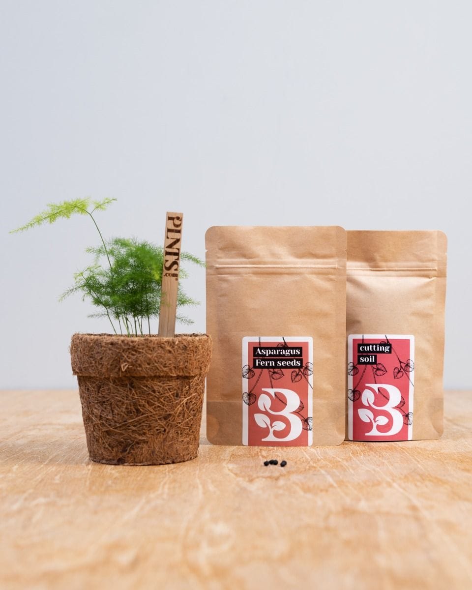 Saatgutset für Asparagus Fern Saatgut-Set