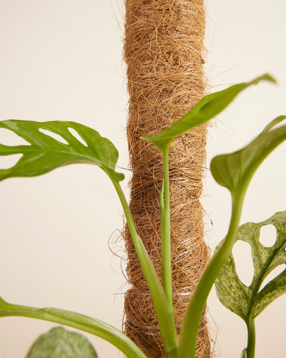 Peter Moss Pole 55cm