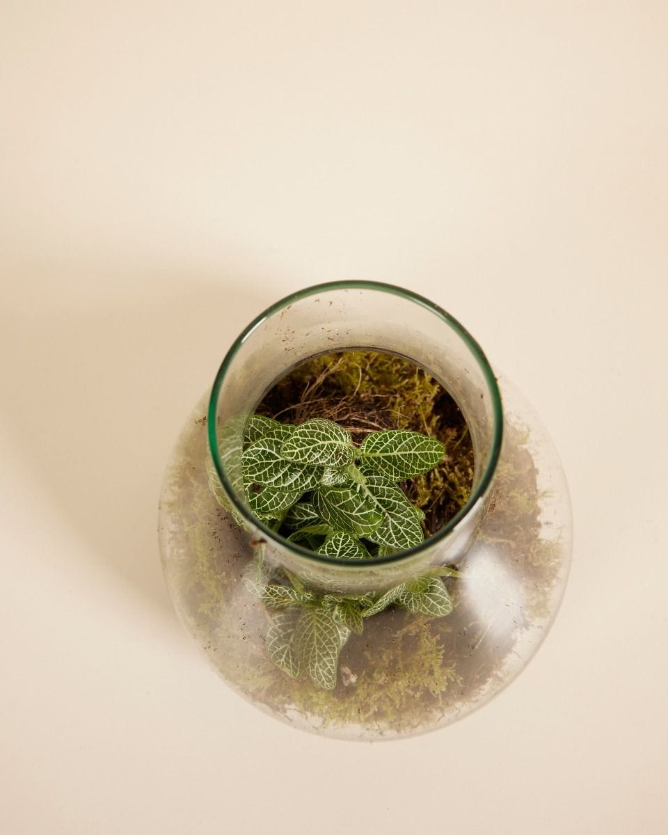 Emily Terrarium Starter Kit