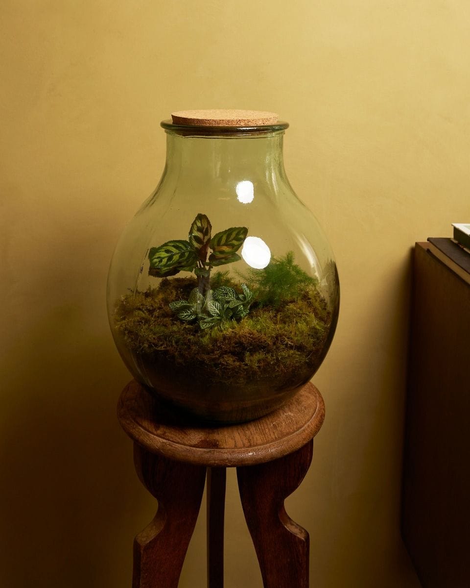 Olly Terrarium Groot Ø 29 cm