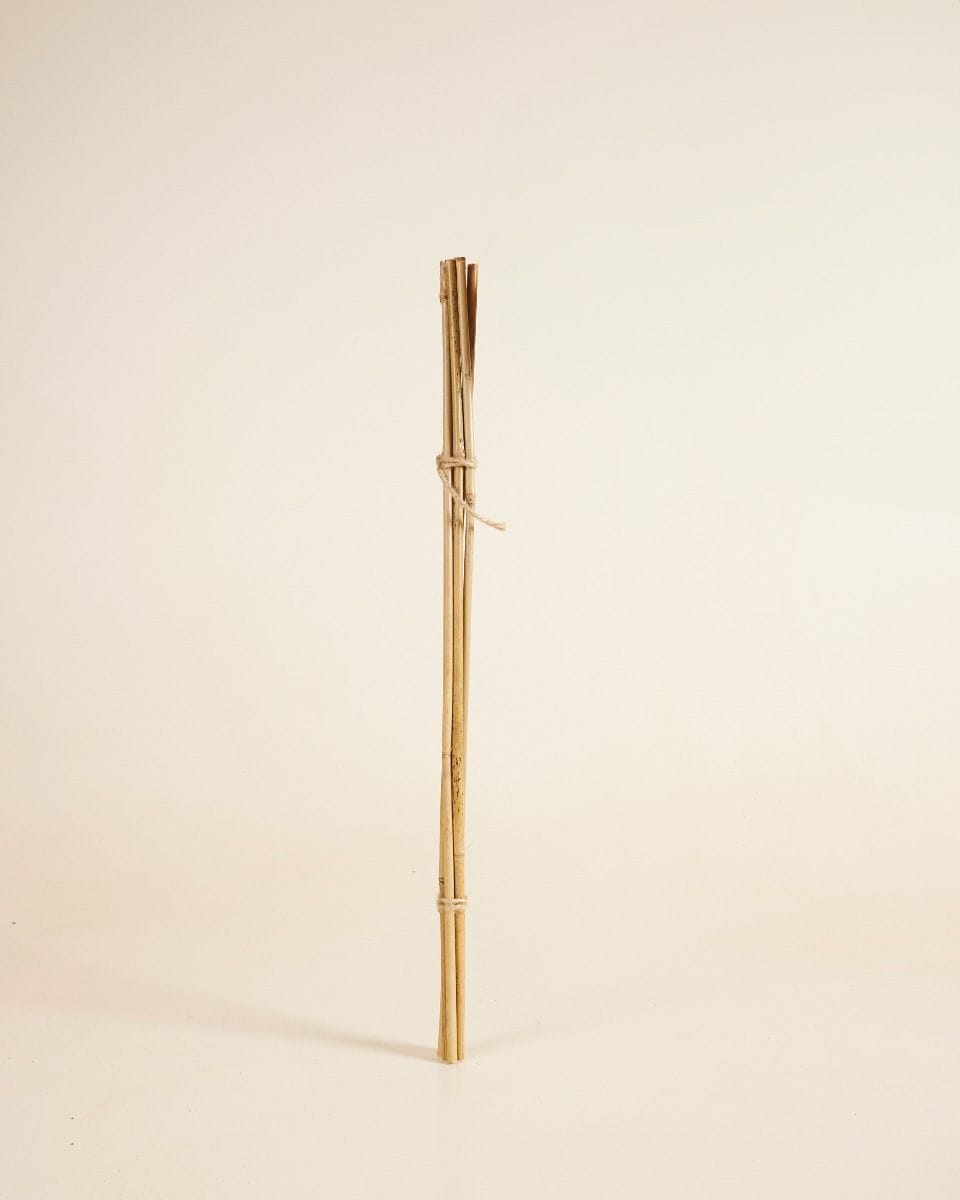 Bamboo Stick 50 cm 5 pieces