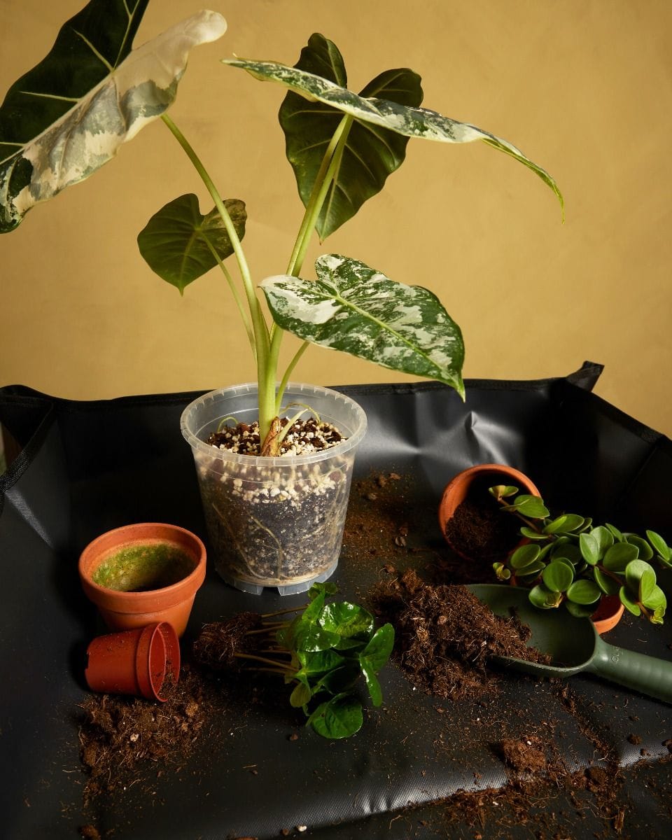 Potting Mat