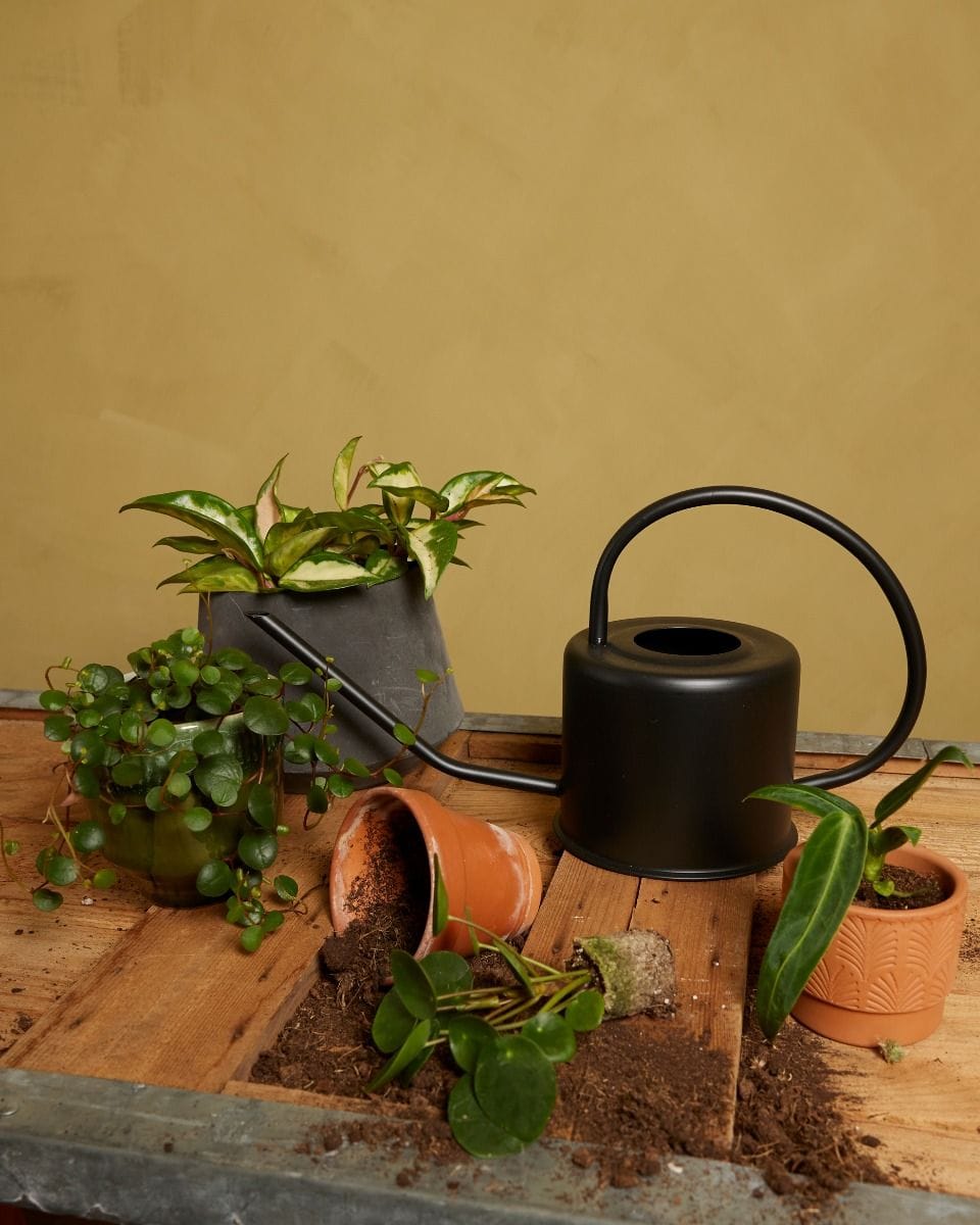 Ancho Watering Can Black 1.2 liter