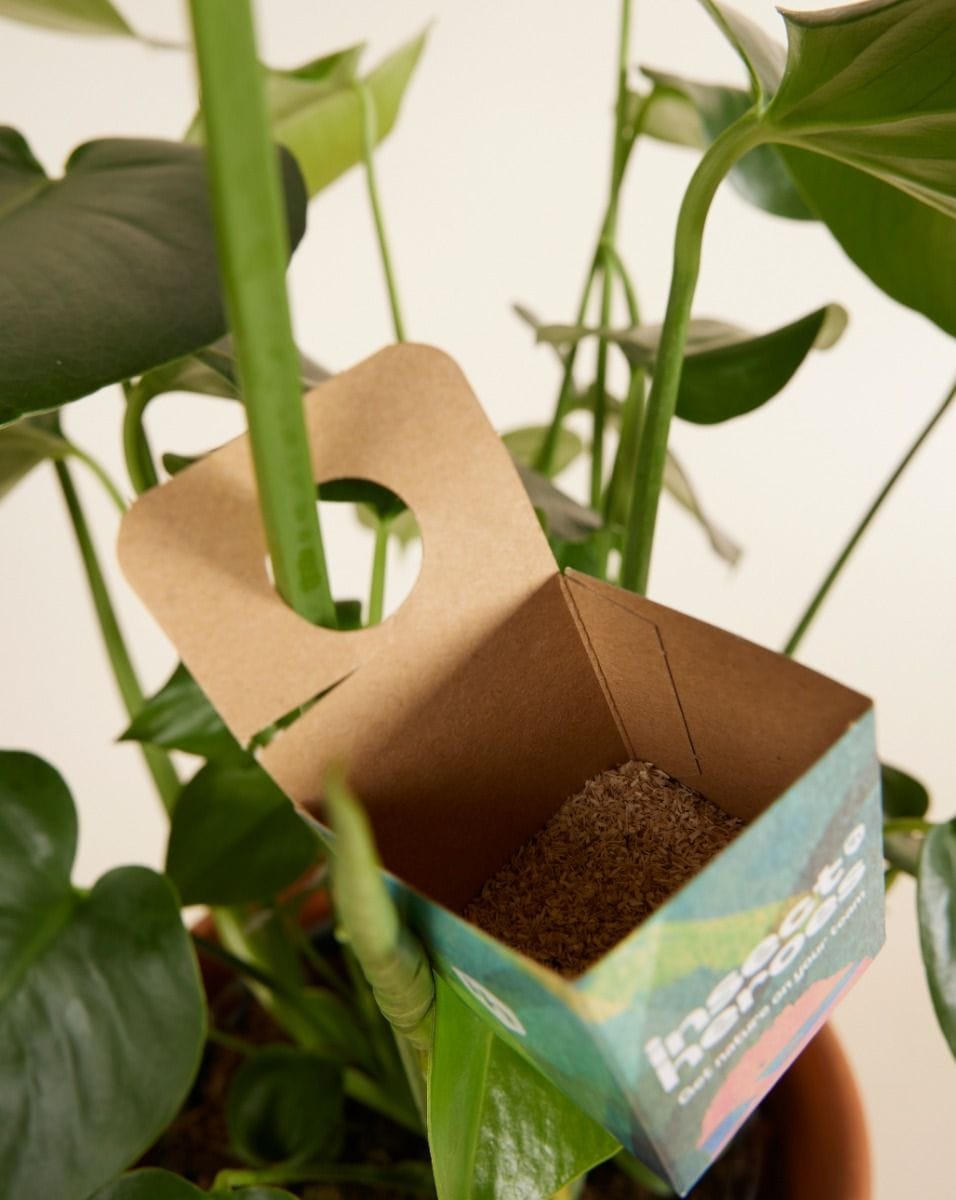 Biological pest control: spider mites Persi