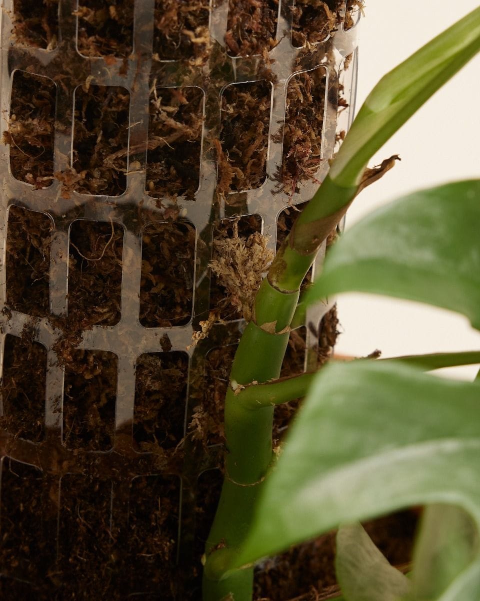 THICCLY Casper Climbing Pole 50 cm