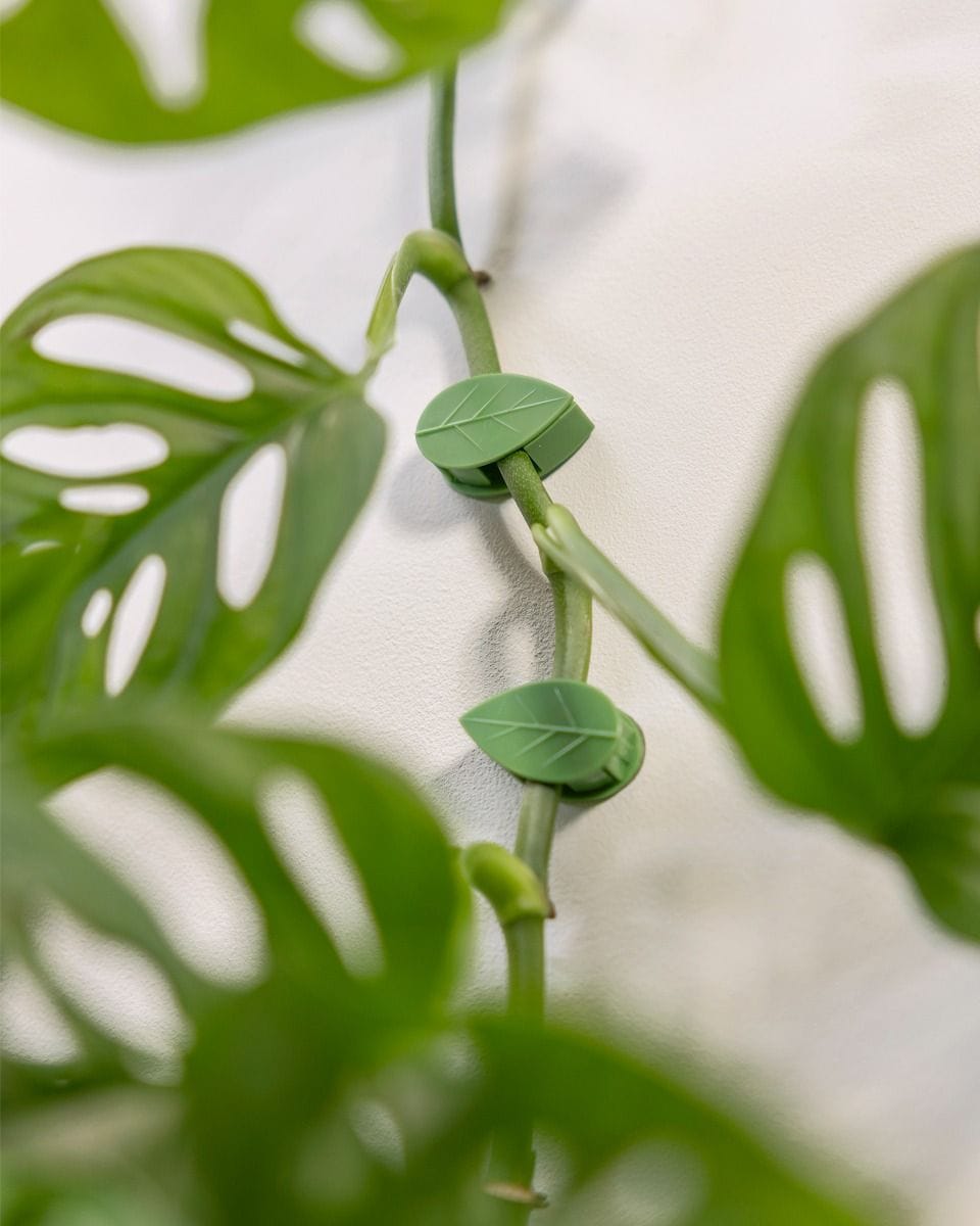 PLNTS Wall Leaves 20 pieces